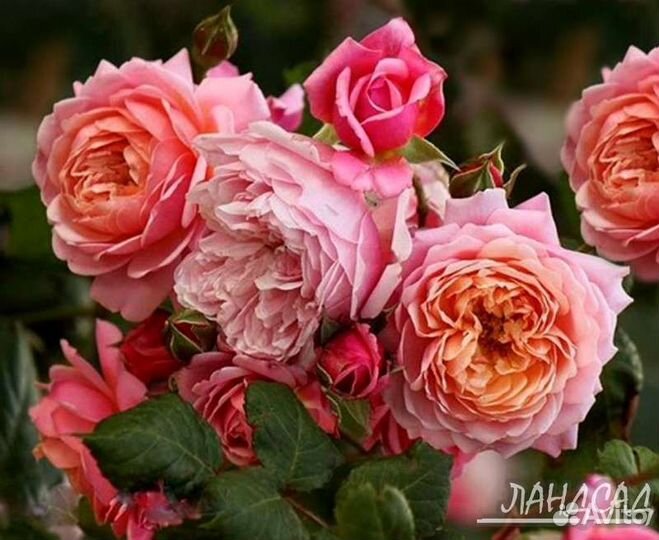 Роза Андрэ Тюрка саженцы