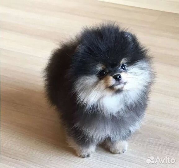 Померанский миник пом