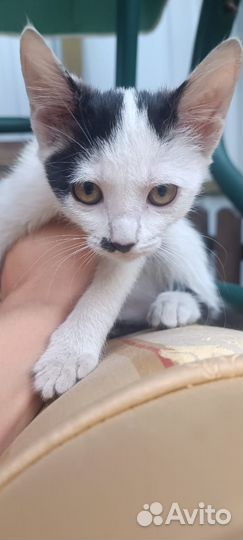 Котята в добрые руки бесплатно