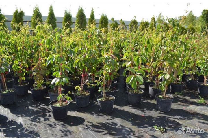 Виноград девичий