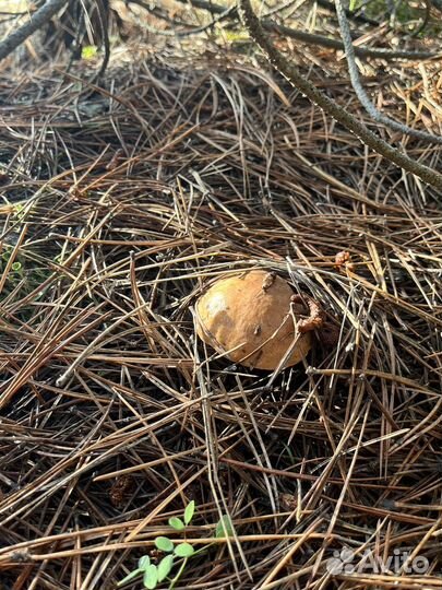 Грибы маслята