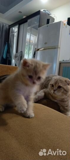 Вислоухий котик 1 годик