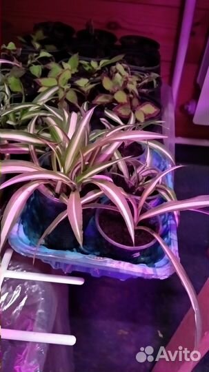 Продам молодой хлорофитум