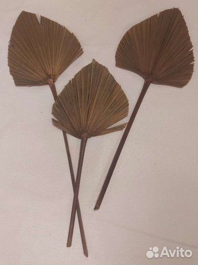 Листья пальмы