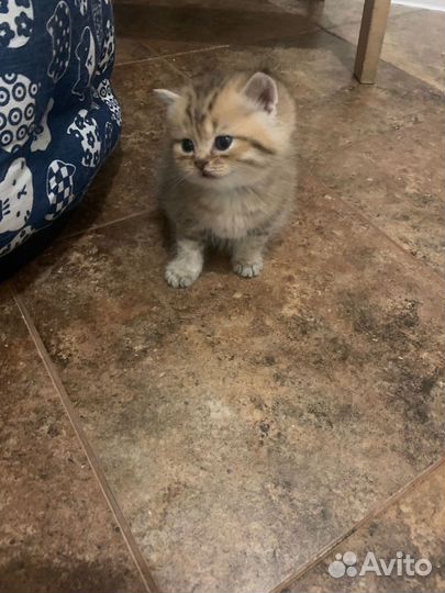 Шотландские прямоухие котята