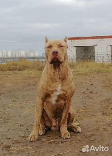 Американский питбультерьер