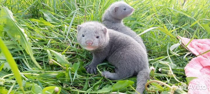 Хорьки, норки, соболь, чернобурки, белка, енот