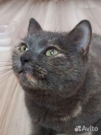 Кошка ласковая, Найдена кошка, потеряшка