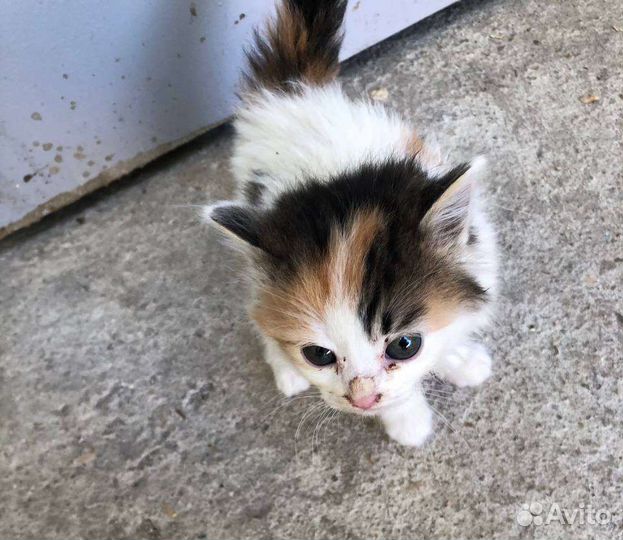 Котенок ищет дом