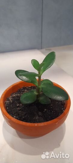 Хлорофитум, денежное дерево, земеокулькас, кактус