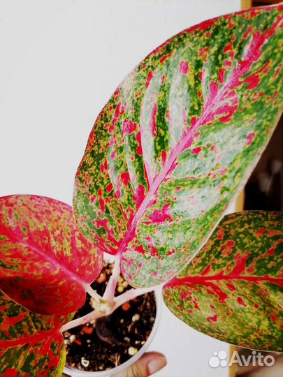 Аглаонема stardust (RED sabmongcol)