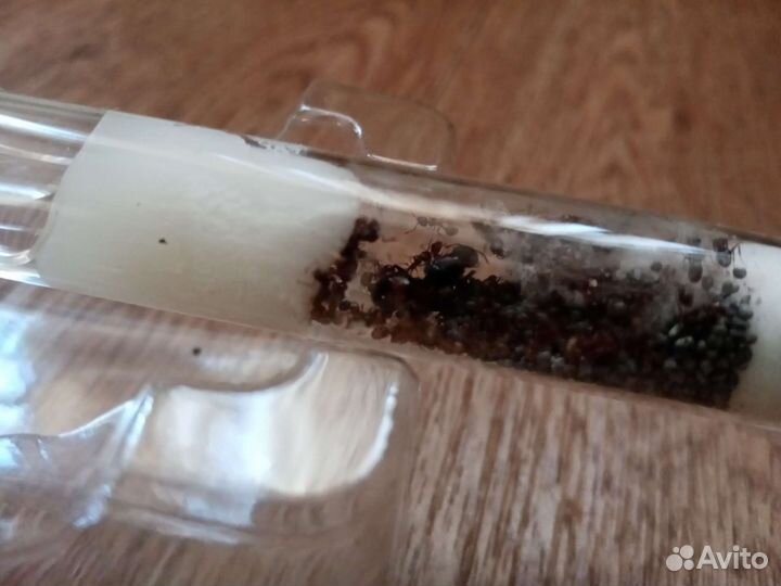 Муравьи messor structor, муравьи - жнецы