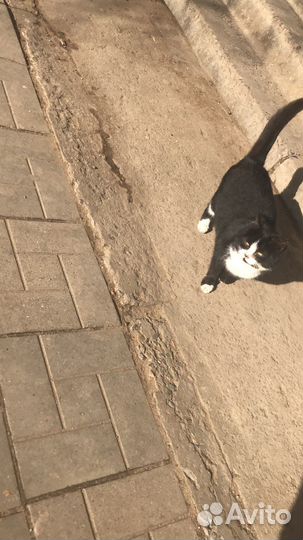 Кошка в дар