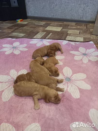 Кокер спаниель