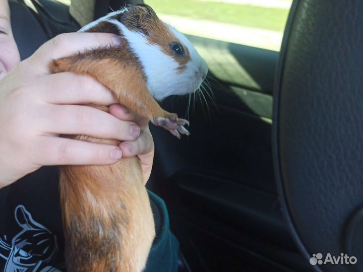 Морская свинка бесплатно