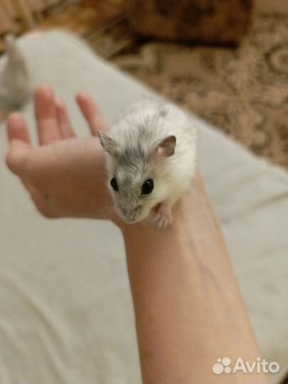 Джунгарский хомяк