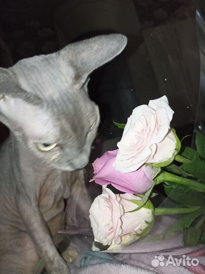 Донской сфинкс