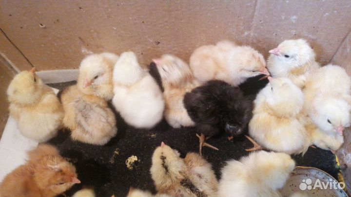 Цыплята суточные и инкубационные яйца