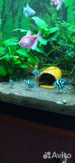 Аквариумные рыбки