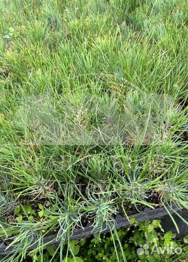 Сеянцы на лесовосстановление Горная сосна Мугус зк