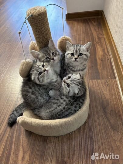 Шотландские котята