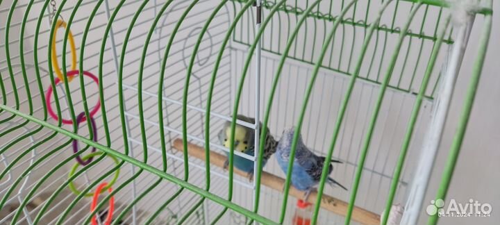 Волнистый попугай