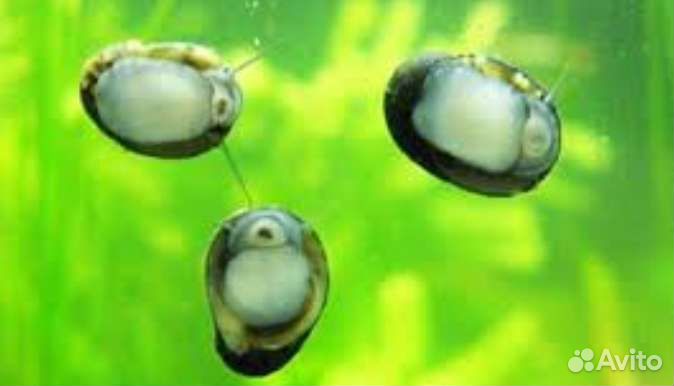 Теодоксус улитка