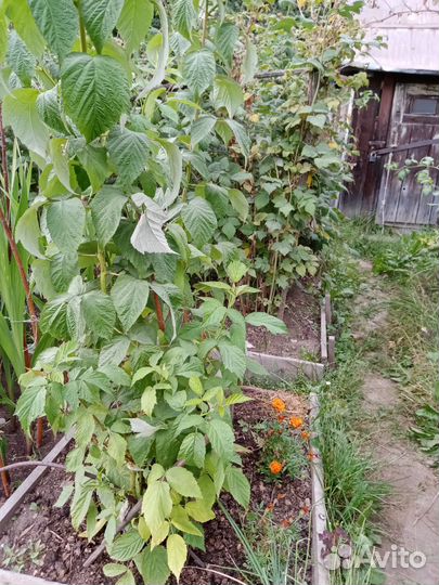 Кустики малины, Новость Кузьмина