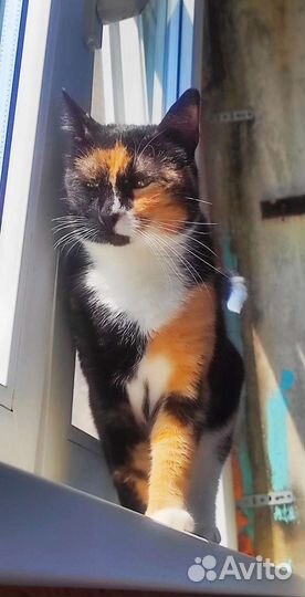 Трëхцветная кошечка в добрые руки