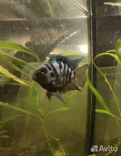 Рыбка сапфировый попугай