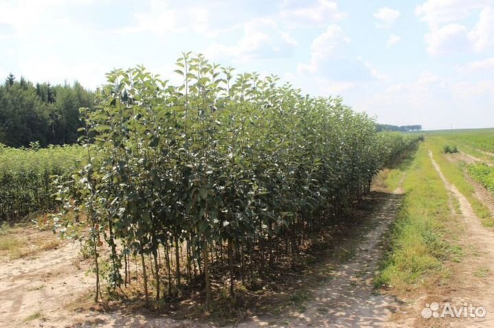 Саженцы сливы Волжская красавица (синий)