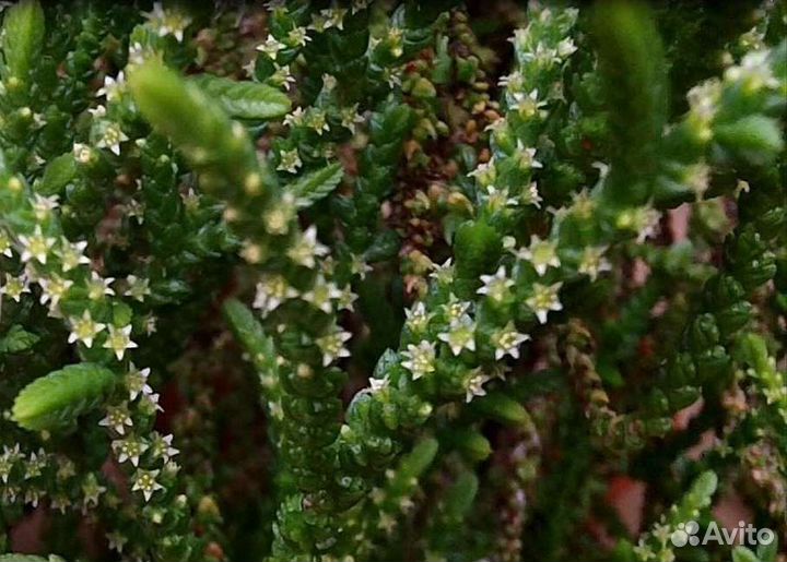 Суккулент Крассула Ложноплауновидная