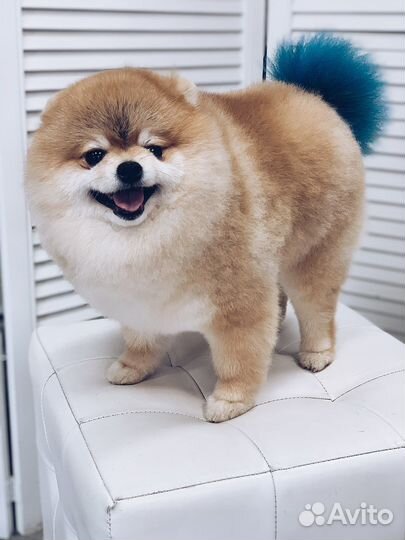 Груминг / стрижка собак и кошек