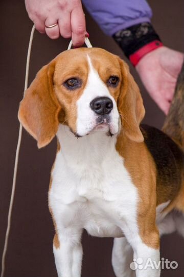 Бигль вязка