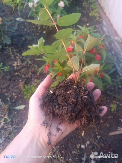 Саженцы жимолости