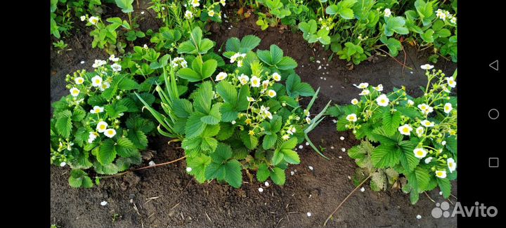 Земляника садовая. Клубника. Ремонтая