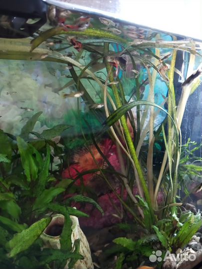 Гуппи рыбки