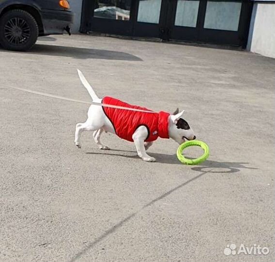 Зимняя жилетка для собаки