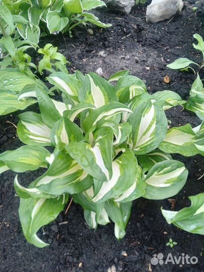 Хоста растение