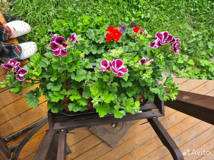 Пеларгония