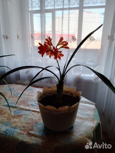 Гиппиаструм