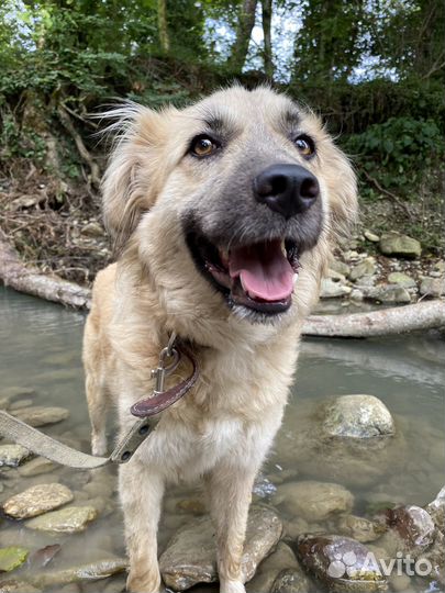 Лайма собака-улыбака