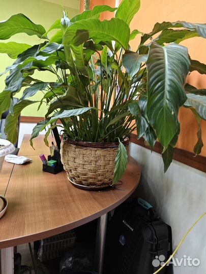 Спатифиллум (женское счастье)