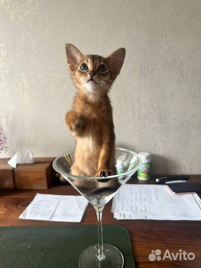 Абиссинский котенок девочка