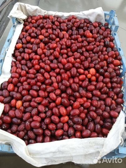 Кизил лесной кубанский