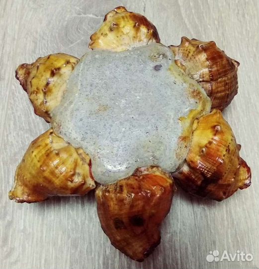 Набор ракушек Ракушница