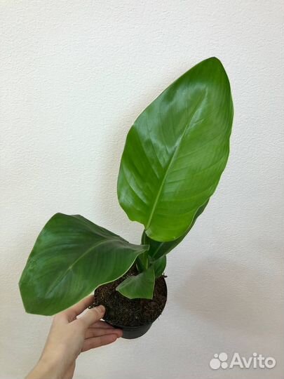 Стрелиция Николая