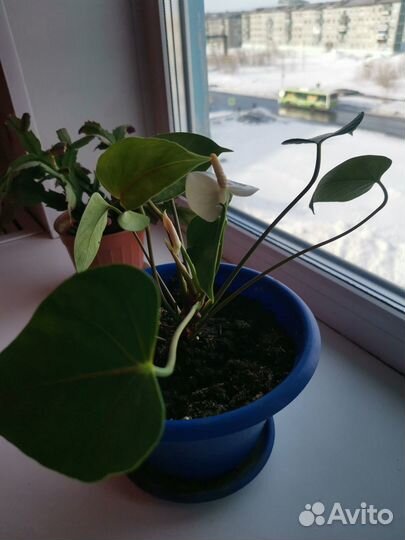 Комнатные цветы