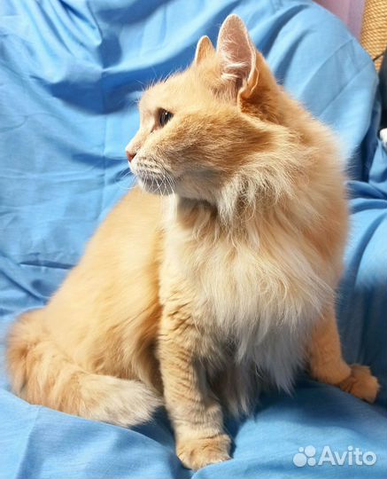 Котика спасти