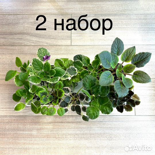 Фиалки стандарты(детки)